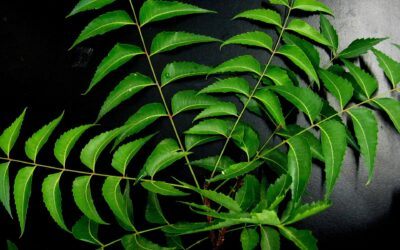 20 Benefits of Neem Leaves, Seeds, Stem-barks and Root-barks